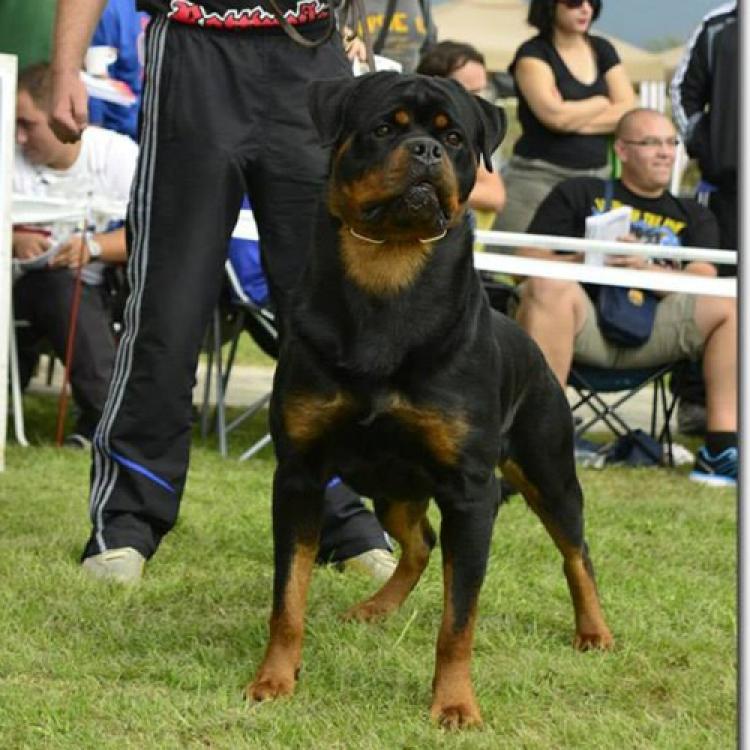 Rottweiler.  Ch. Falco Von Haus Drazic.