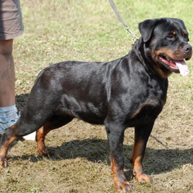 Rottweiler.  Ch. Eva De Breogan.