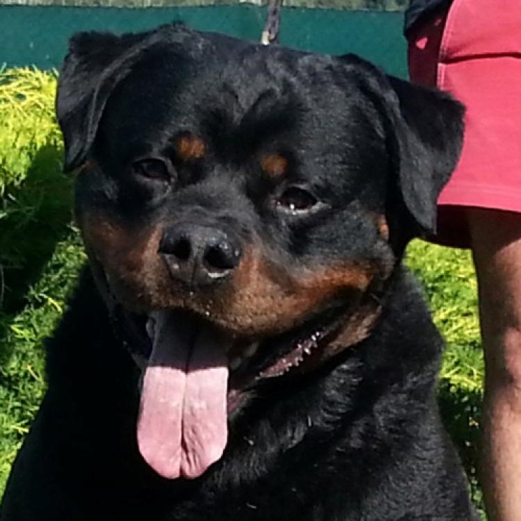 Rottweiler.  Ch. Marko De Breogan.