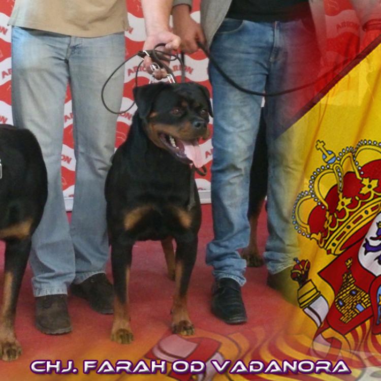 Rottweiler.  Ch. Farah Od Vadanora con 13 meses.