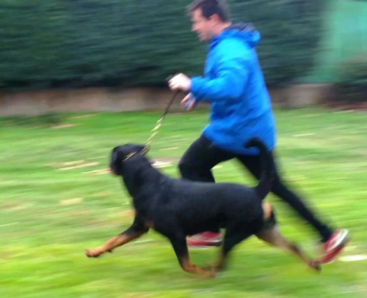 Rottweiler.  Ch. Falco Von Haus Drazic.