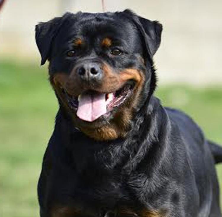 Rottweiler. Dona Of Nicola´s Lion.