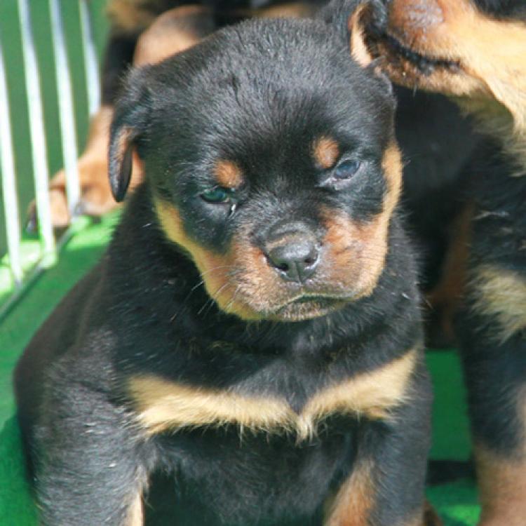 Rottweiler. Camada H.