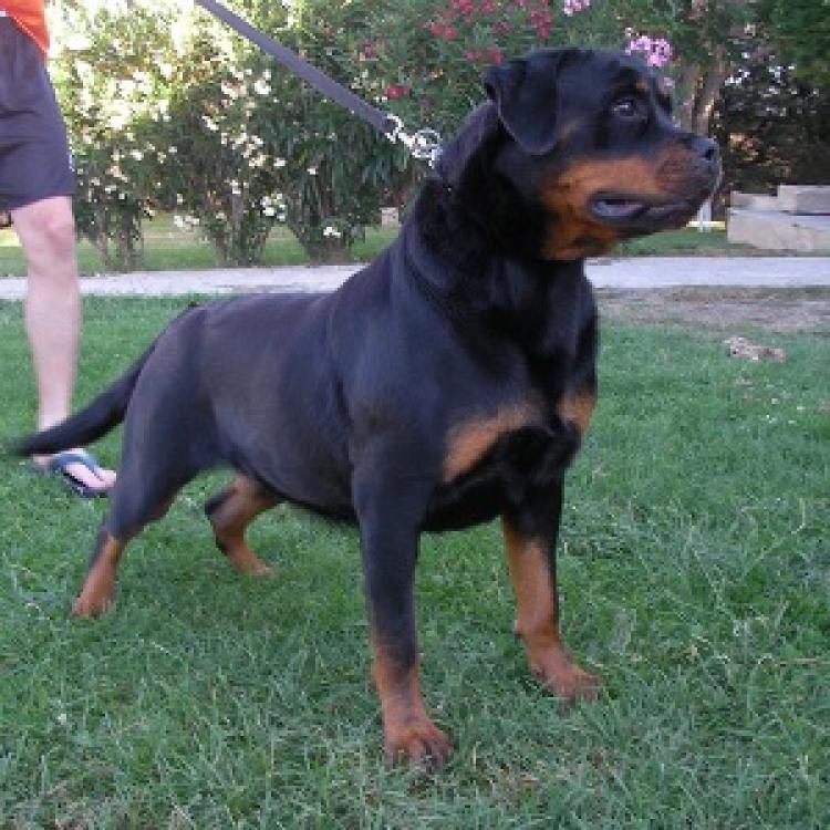 Rottweiler.  Ch. Isla De Breogan.