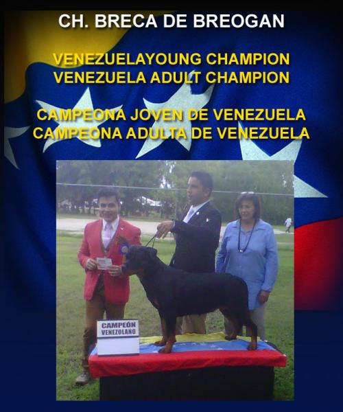 Rottweiler. Ch. Breca de Breogan. Rottweiler. Ch. Breca de Breogan.