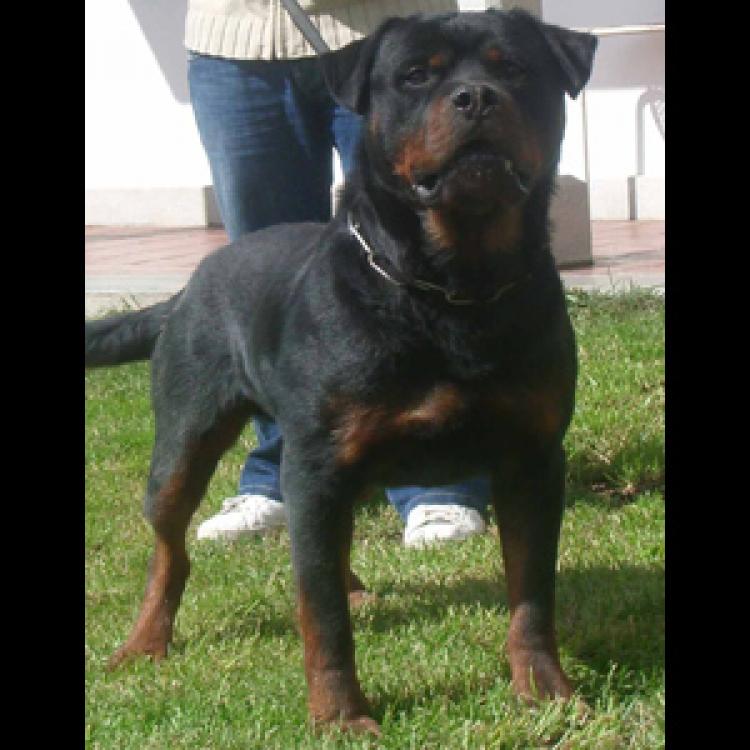 Rottweiler.  Ch. Limbo De Breogan.