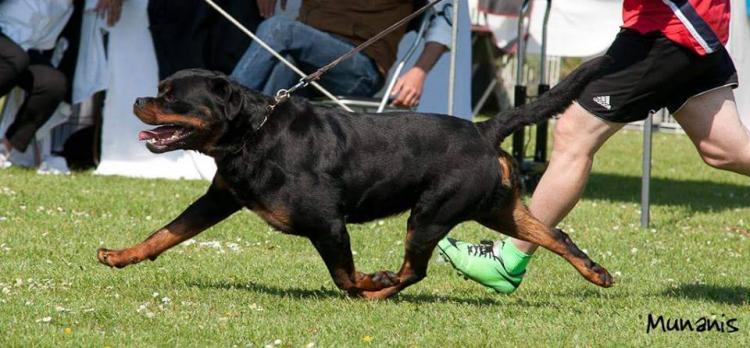 Rottweiler. GERO KING OF THE EAST.