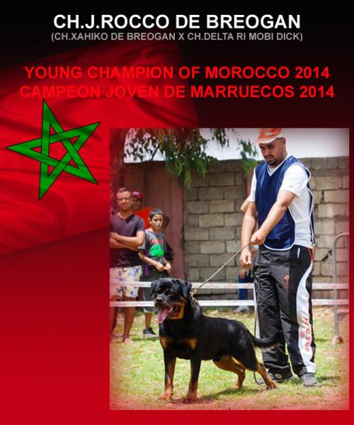 Rottweiler. Ch. Rocco de Breogan. Rottweiler. Ch. Rocco de Breogan.