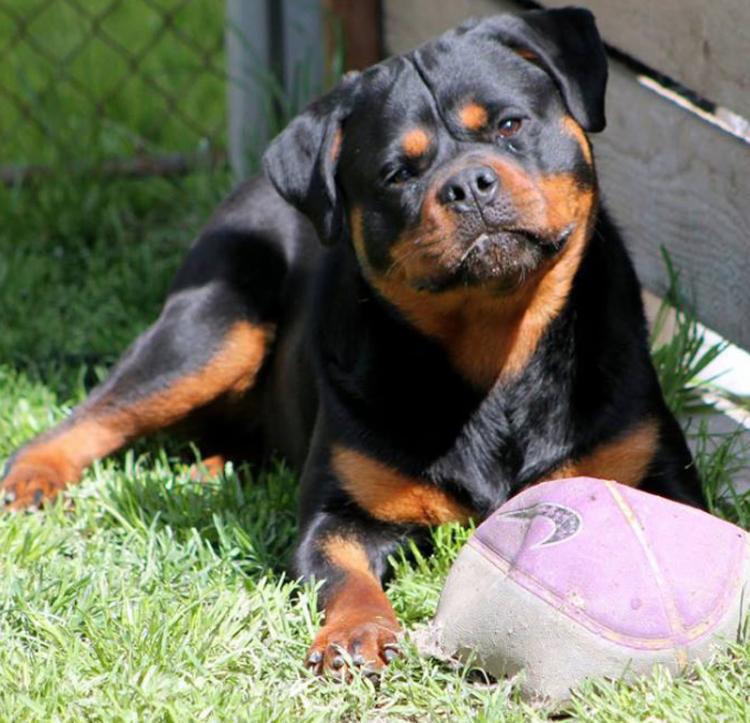 Rottweiler.  Ch. Shery Brko Star.
