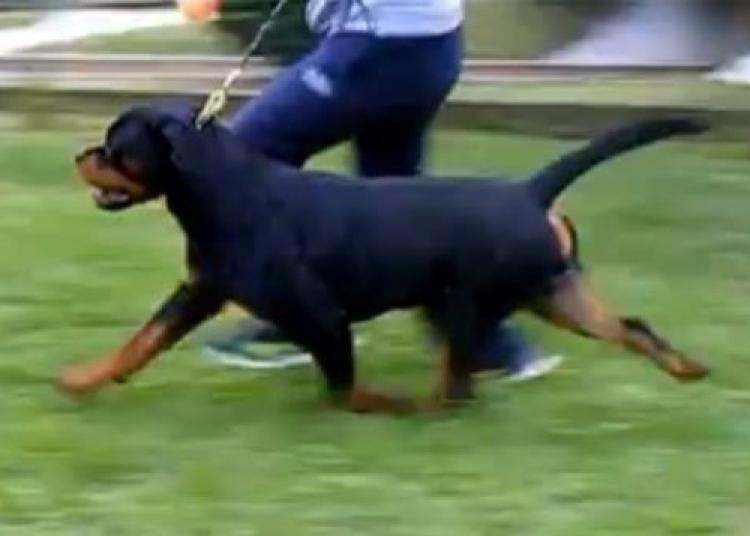 Rottweiler.  Ch. Oki Vom Haus Drazic.