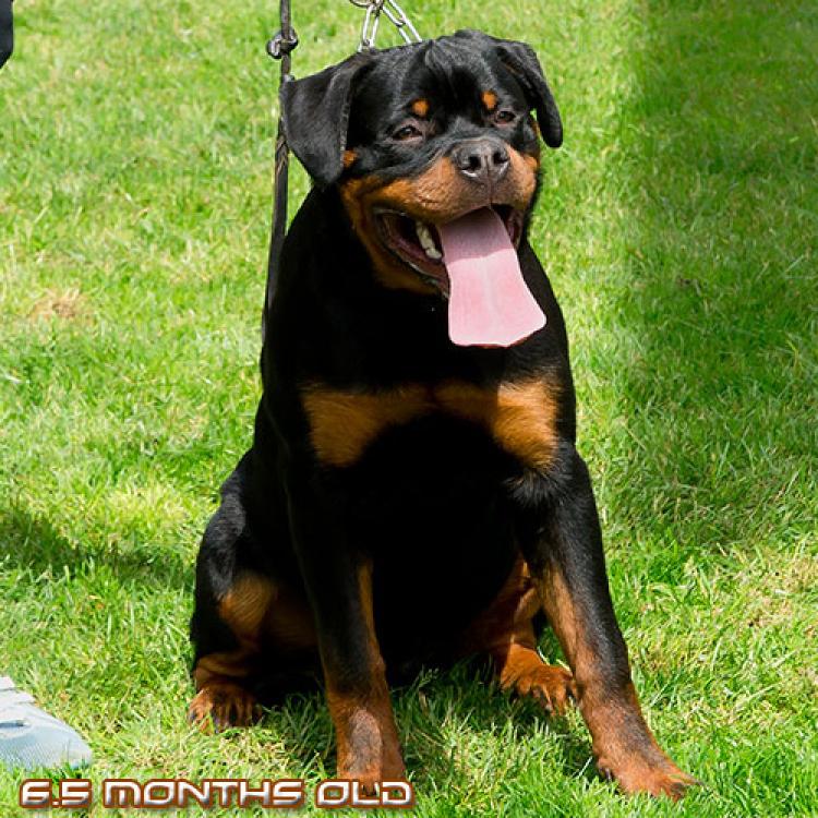 Rottweiler. Dragon Zara Cro Rott.