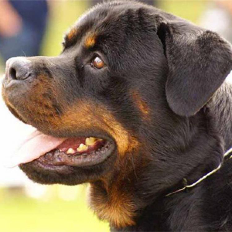 Rottweiler.  Ch. Telmo De Breogan.