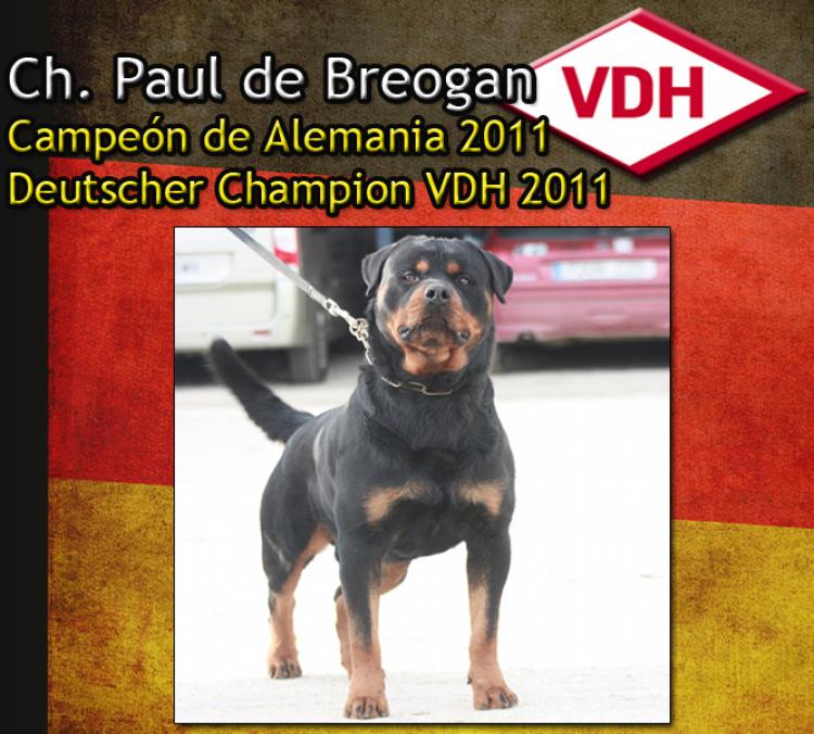 Noticias sobre Paul de Breogan en Alemania Rottweiler. Ch. Paul de Breogan.