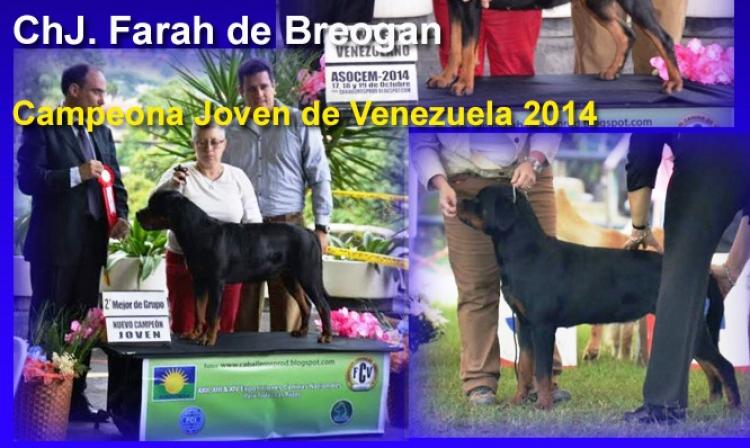 Rottweiler.  Ch. Farah I De Breogan.