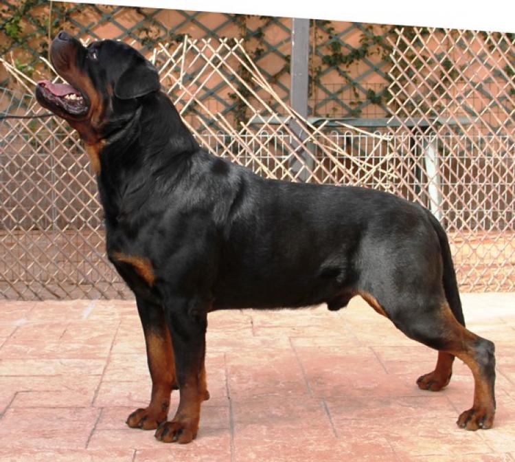 Rottweiler.  Ch. Jerry Lee Van Gorgar.