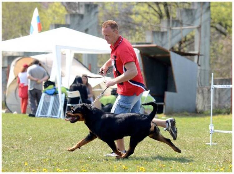 Rottweiler.  Ch. DIXI MIRACLE ROTT.