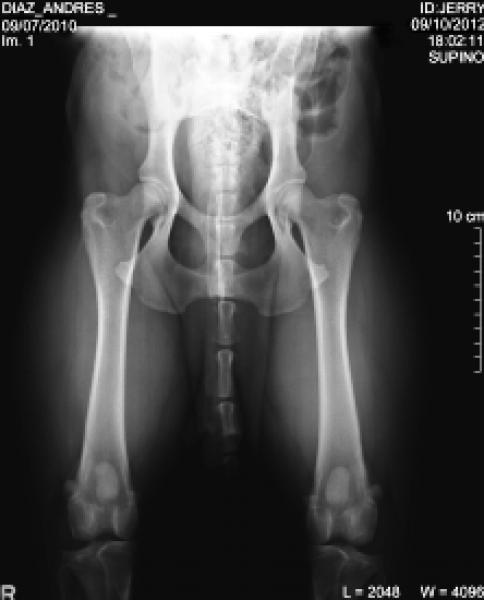 Rottweiler. Rottweiler.