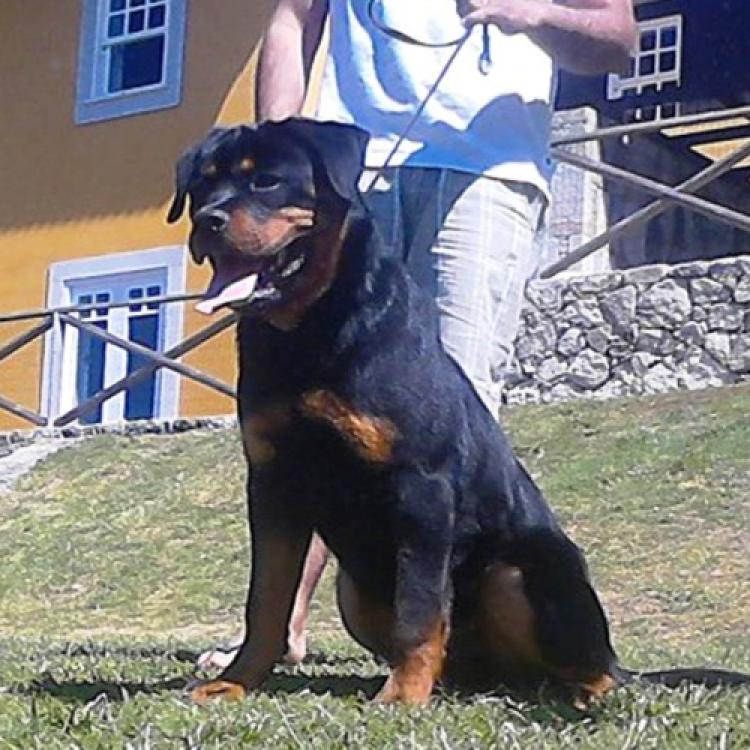 Rottweiler. Tasko De Breogan.