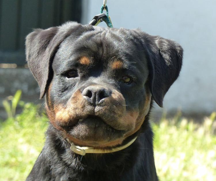 Rottweiler. Gery De Breogan con 3 5 meses.