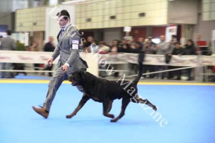 Rottweiler.  Ch. Jerry Lee Van Gorgar.