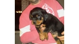 Rottweiler. Prince Von Haus Drazic.