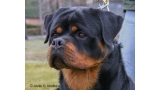 Rottweiler.  Ch. Falco Von Haus Drazic.