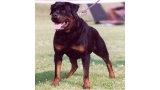 Rottweiler.  Ch. Dingo De Breogan. Rottweiler.  Ch. Dingo De Breogan.