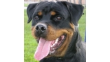 Rottweiler. Neska De Rocabruja.