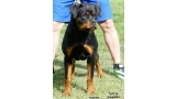 Rottweiler. Lua De Breogan. Rottweiler. Lua De Breogan.
