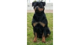 Rottweiler.  Ch. Ruby Miracle Rott. Rottweiler.  Ch. Ruby Miracle Rott.