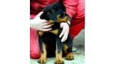 Rottweiler. Patack Von Haus Drazic.