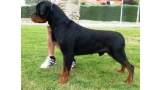 Rottweiler.  Ch. Oki Vom Haus Drazic.