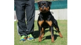 Rottweiler. Onda De Breogan.