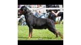 Rottweiler.  Ch. Yago De Breogan. Rottweiler.  Ch. Yago De Breogan.