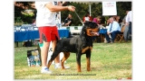 Rottweiler. ZEUS IV DE BREOGAN.