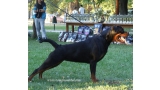 Rottweiler.  Ch. Ruby Miracle Rott.