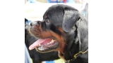 Rottweiler.  Ch. Mauser Of Nicola´s Lion.