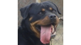 Rottweiler. Wedrana Of Nicola s Lion. Rottweiler. Wedrana Of Nicola s Lion.