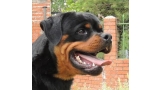 Rottweiler. Cash Del Calvijar.