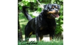 Rottweiler.  Ch. Carlo Von Hause Haase.