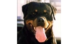 Rottweiler. Jackomo von der Bleichstrasse. Rottweiler. Jackomo von der Bleichstrasse.