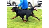 Rottweiler.  Ch. Attosh De Breogan. Rottweiler.  Ch. Attosh De Breogan.