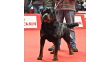 Rottweiler. Jordan Das Aguas Do Mondego.
