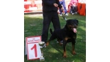 Rottweiler.  Ch. Marko De Breogan.