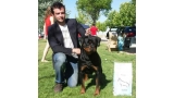 Rottweiler.  Ch. Farah Od Vadanora.