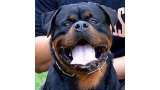 Rottweiler.  Ch. Jerry Lee Van Gorgar.