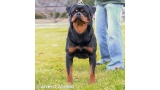 Rottweiler.  Ch. Falco Von Haus Drazic.