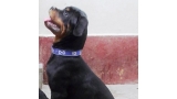 Rottweiler. Dora De Breogan.