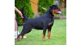 Rottweiler.  Ch. Fani Vom Hause Pista. Rottweiler.  Ch. Fani Vom Hause Pista.