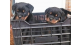 Fibi De Breogan. Rottweiler. Fibi y Fox De Breogan.